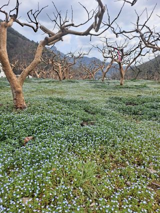 농촌사랑님의 감 · 자유게시판 작성글 사진