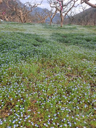 농촌사랑님의 감 · 자유게시판 작성글 사진