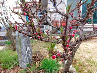 드릅 농장 임규남님의 자유주제 · 자유게시판 작성글 사진