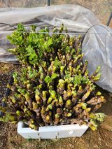 팜모닝 4월 농사계획 공유해요·참여글 게시글 이미지