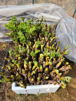 치악산골농부님의 4월 농사계획 공유해요 · 참여글 작성글 사진