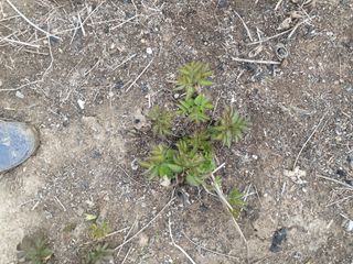 도시부부농부님의 자유주제 · 자유게시판 작성글 사진