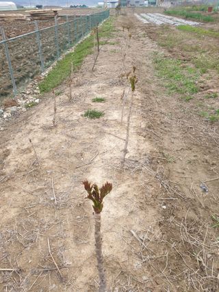 도시부부농부님의 자유주제 · 자유게시판 작성글 사진