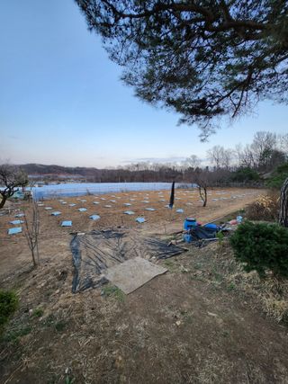 이상준님의 고추 · 영농일지 작성글 사진