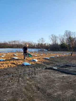 이상준님의 고추 · 영농일지 작성글 사진