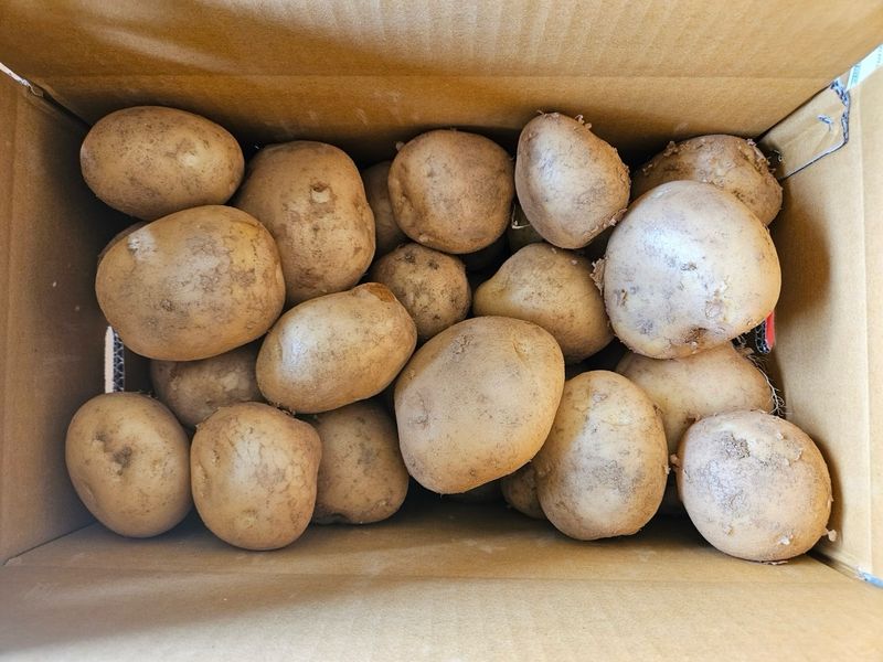 이영민님의 장터 판매 상품 [무안 수미감자 특/왕특 3kg 5kg 10kg] 첨부 사진