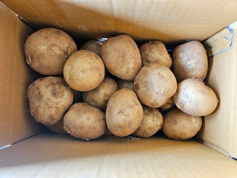 이영민님의 장터 판매 상품 [무안 수미감자 특/왕특 3kg 5kg 10kg] 첨부 사진