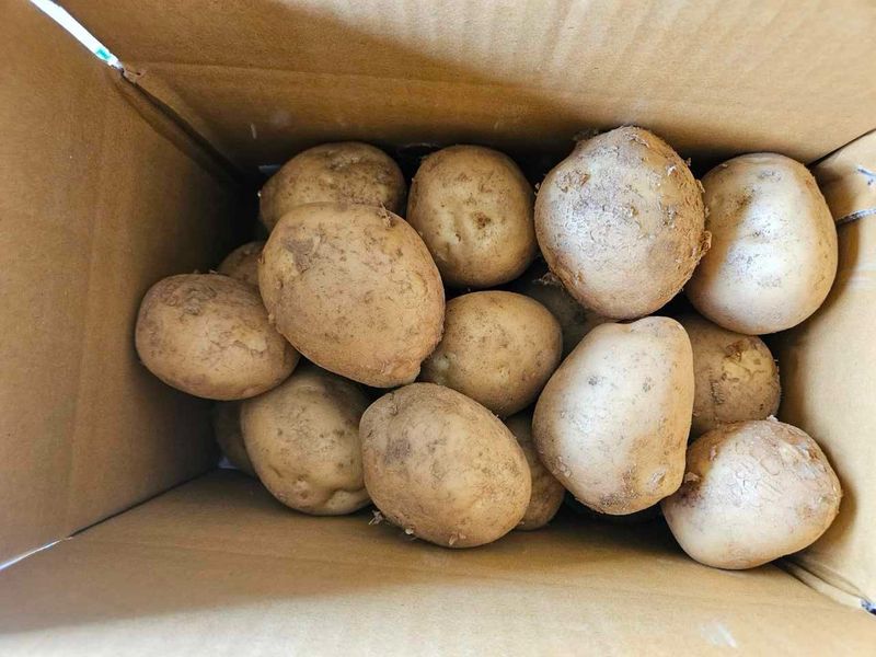 이영민님의 장터 판매 상품 [무안 수미감자 특/왕특 3kg 5kg 10kg] 첨부 사진