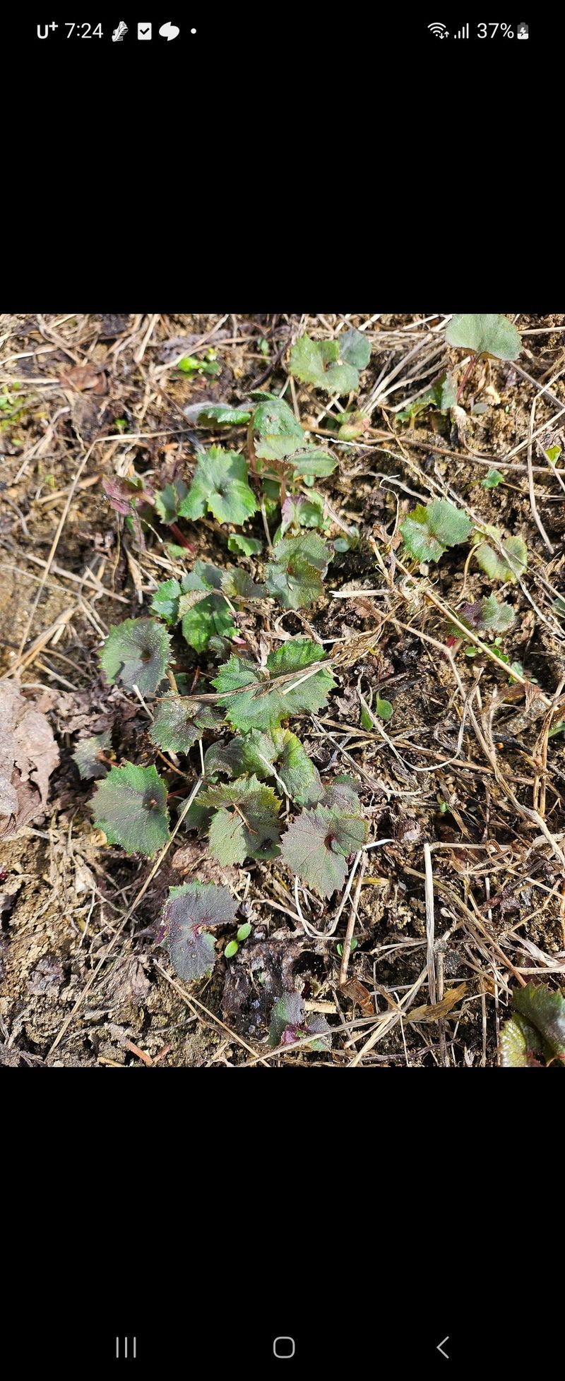 장터 상품 [머위종근1키로] 썸네일