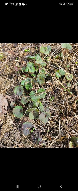 장흥 모경화 님의 작성글 사진