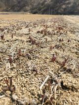 팜모닝 기타작물·자유게시판 게시글 이미지