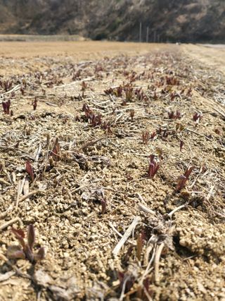 노지잔대재배7년차님의 기타작물 · 자유게시판 작성글 사진
