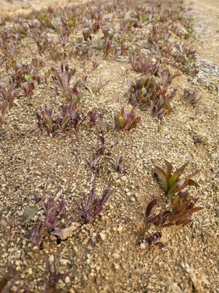 노지잔대재배7년차님의 기타작물 · 자유게시판 작성글 사진