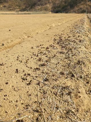노지잔대재배7년차님의 기타작물 · 자유게시판 작성글 사진