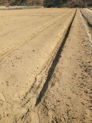 노지잔대재배7년차님의 기타작물 · 자유게시판 작성글 사진