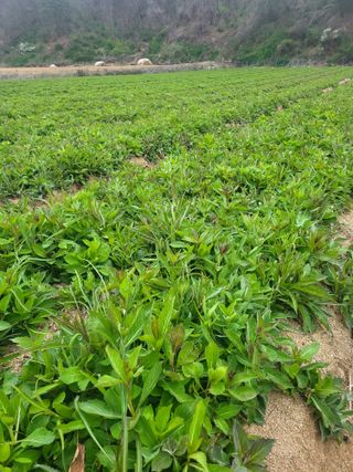 노지잔대재배7년차님의 기타작물 · 자유게시판 작성글 사진