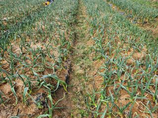 설악곰님의 마늘 · 영농일지 작성글 사진