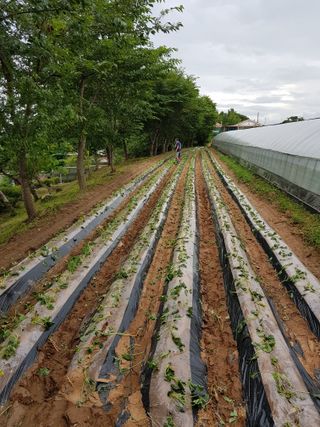 김동수님의 고구마 · 자유게시판 작성글 사진