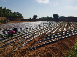 김동수님의 고구마 · 자유게시판 작성글 사진