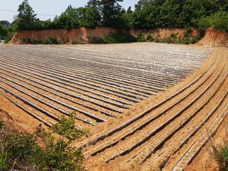 김동수님의 고구마 · 자유게시판 작성글 사진