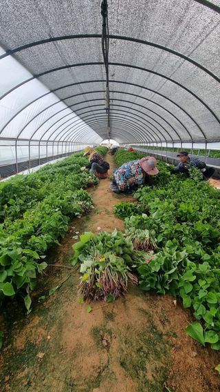 김동수님의 고구마 · 자유게시판 작성글 사진