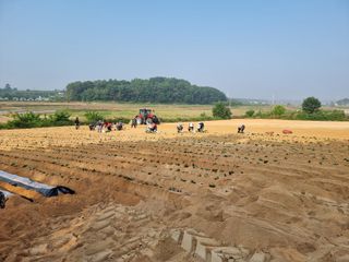 김동수님의 고구마 · 자유게시판 작성글 사진