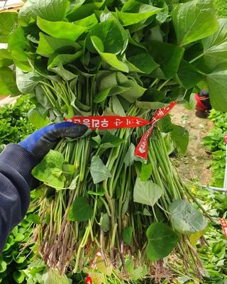 김동수님의 고구마 · 자유게시판 작성글 사진