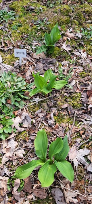 유선옥님의 농사, 무엇이든 물어보세요! · 참여글 작성글 사진