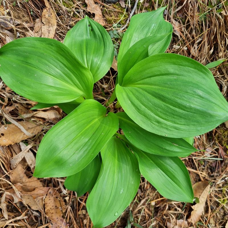 장터 상품 [명이나물 1kg] 썸네일