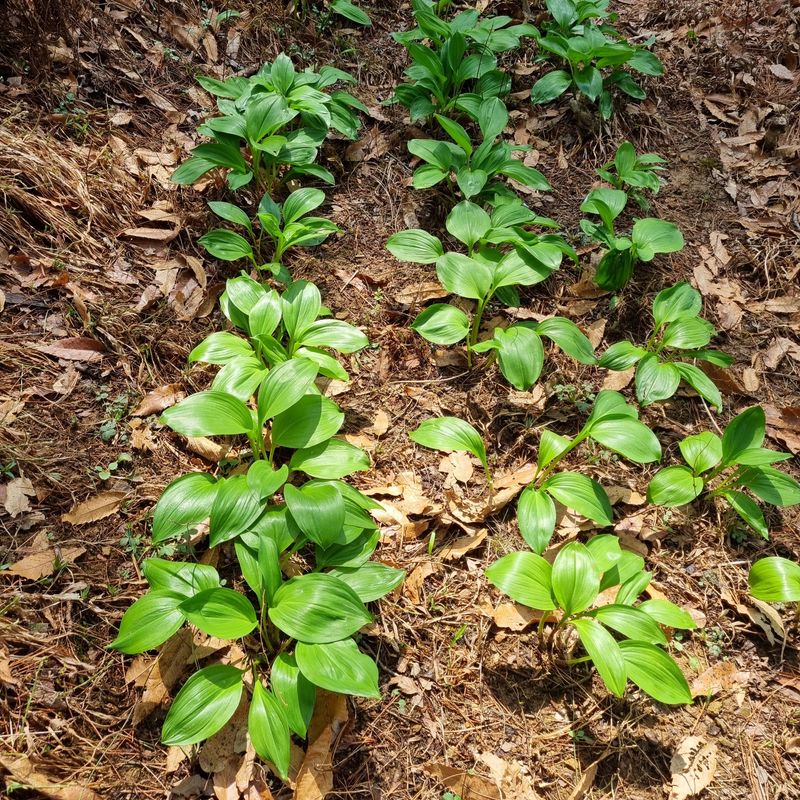 훈&팜님의 장터 판매 상품 [명이나물 1kg] 첨부 사진