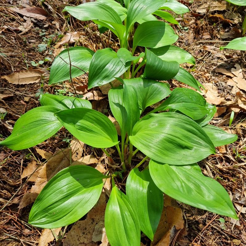 훈&팜님의 장터 판매 상품 [명이나물 1kg] 첨부 사진