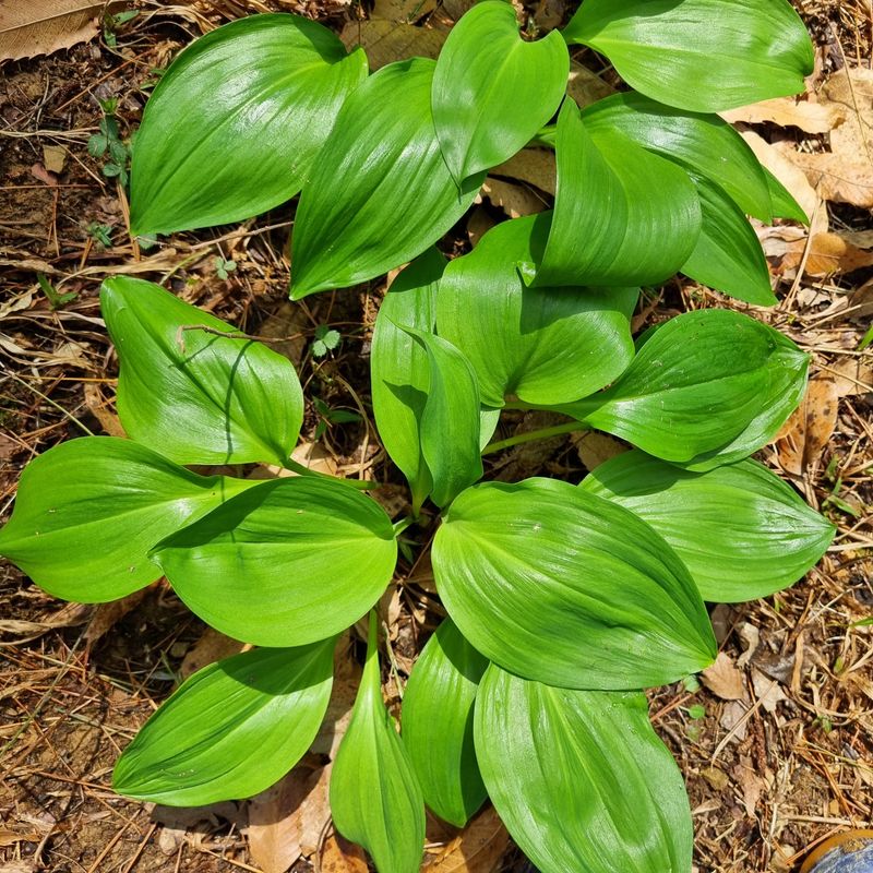 훈&팜님의 장터 판매 상품 [명이나물 1kg] 첨부 사진