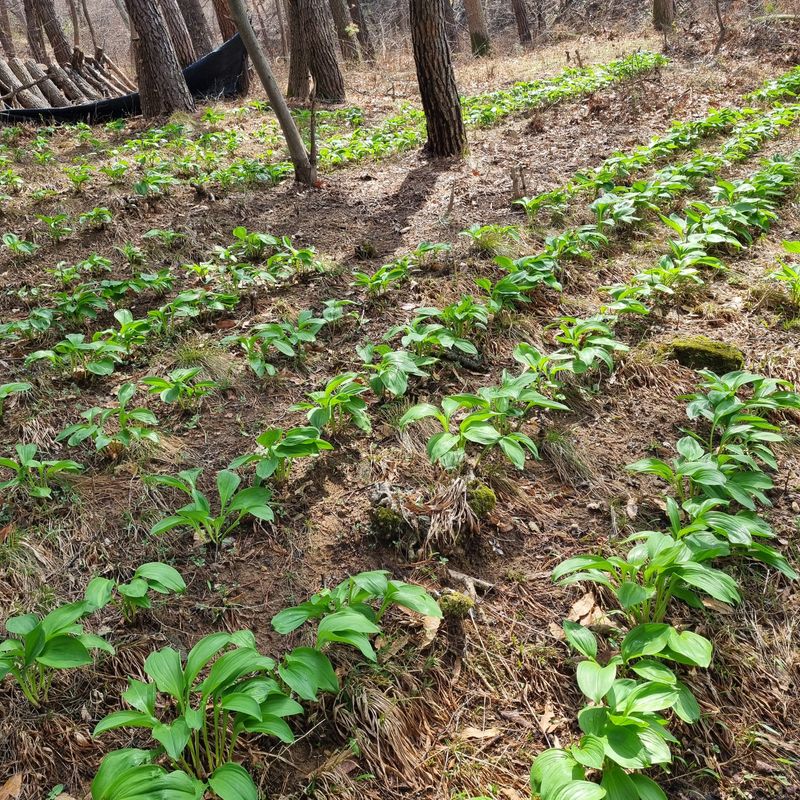훈&팜님의 장터 판매 상품 [명이나물 1kg] 첨부 사진