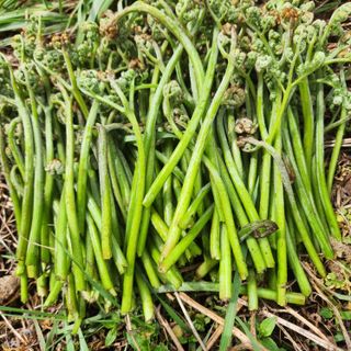 제주부자팜님의 자유주제 · 자유게시판 작성글 사진