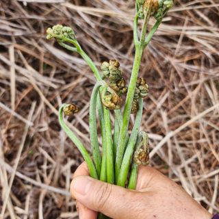 제주부자팜님의 자유주제 · 자유게시판 작성글 사진