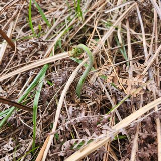 제주부자팜님의 자유주제 · 자유게시판 작성글 사진