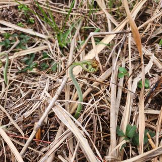 제주부자팜님의 자유주제 · 자유게시판 작성글 사진