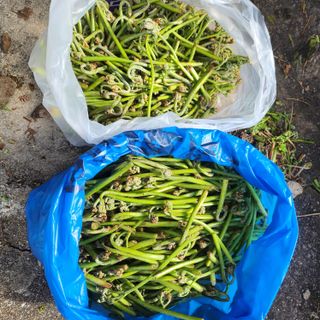 제주부자팜님의 자유주제 · 자유게시판 작성글 사진