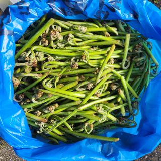 제주부자팜님의 자유주제 · 자유게시판 작성글 사진