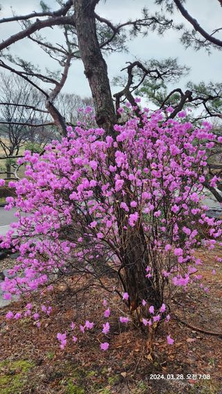 정진님의 자유주제 · 사진전 작성글 사진