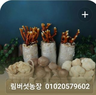 제현숙드림버섯농장님의 버섯 · 영농일지 작성글 사진