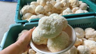 제현숙드림버섯농장님의 버섯 · 영농일지 작성글 사진