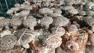 제현숙드림버섯농장님의 버섯 · 영농일지 작성글 사진