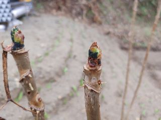 정영덕님의 두릅 · 병해충상담 작성글 사진