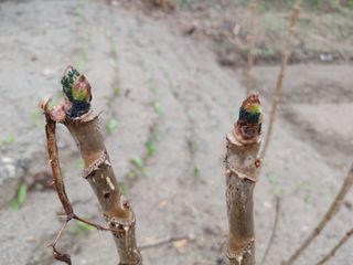 정영덕님의 두릅 · 병해충상담 작성글 사진
