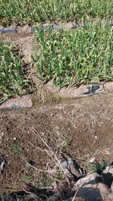 팜모닝 자유주제·자유게시판 게시글 이미지