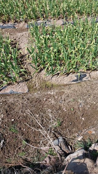 피롤땅지기님의 자유주제 · 자유게시판 작성글 사진