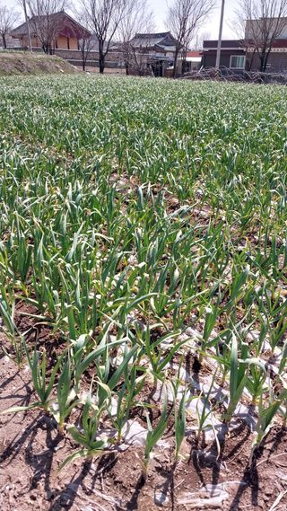 피롤땅지기님의 자유주제 · 자유게시판 작성글 사진