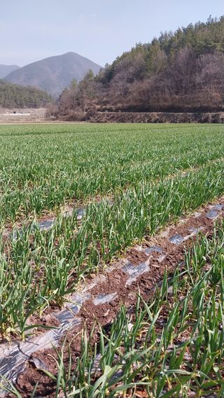 피롤땅지기님의 자유주제 · 자유게시판 작성글 사진