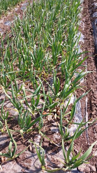 피롤땅지기님의 자유주제 · 자유게시판 작성글 사진